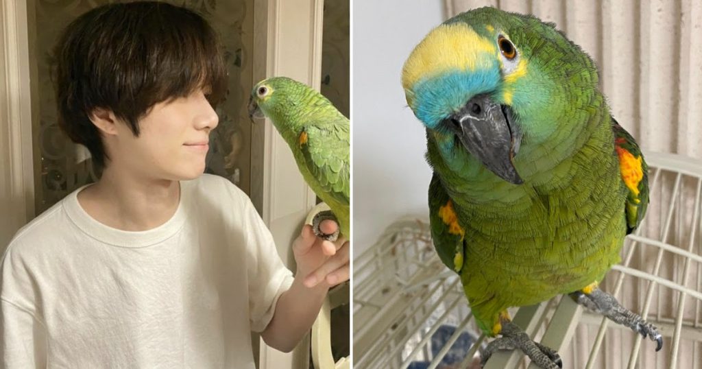 L’histoire de comment Beomgyu de TXT a fini par avoir un perroquet comme animal de compagnie.