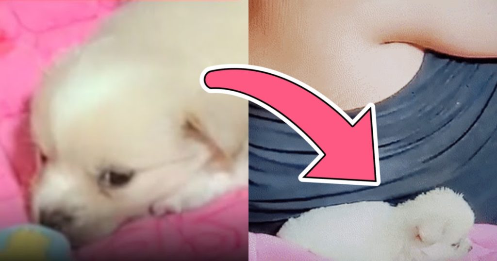 Un streamer coréen ferme sa chaîne après s’être filmé en direct en train d’étouffer accidentellement son chiot jusqu’à la mort.